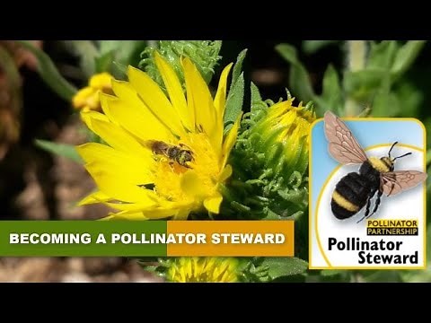 Introducing the Pollinator Steward Certification Program