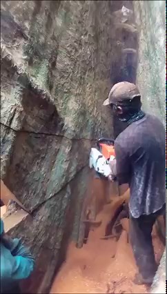 13M views · 68K reactions | Chainsaw VS Giant Tree | The Biggest Cutting Down Giant Tree Process | Sawmill & Woodworking | Facebook