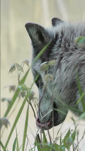 Close-Up Wolf: Walking Through Grass and Splashing in Water