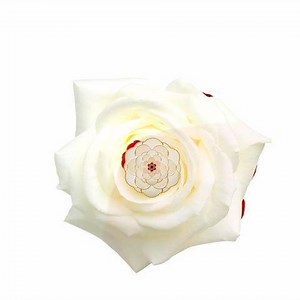 Rose Rhapsody, a scent of the poshest persuasion. The very essence of Englishness bottled entirely for your pleasure. | Atkinsons 1799