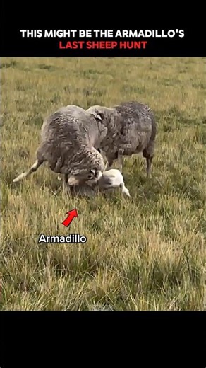 The Mother Sheep Saved Her Lamb from the Armadillo#trending #animals #wildlife #youtubeshorts #sheep