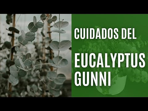 How to maintain a Eucalyptus gunnii in a pot