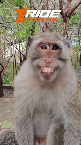 Friday's here, and this monkey's got that 'weekend's coming' smile! #rideexpeditions #DirtBikeTours #motorcycle #ride #DirtBikeLife #dirtbike #bikelove #cambodia #OffRoad #bikes #DirtBike #rider #bikelife #Cambodia #monkey #monkeyingaround #monkeybusiness #nature #naturelover #naturelovers #animals #animalsofinstagram | Ride Expeditions