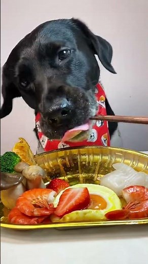 The Surprising Truth About Dog Food Nobody Tells You