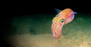 This Bobtail Squid Might Be the Cutest Thing in the Ocean