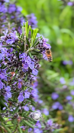 Notre chemin de la biodiversité🌿 À Micropolis, la Cité des insectes à Saint-Léons en Aveyron à 15min du Viaduc de Millau. #micropolis #micropolislacitedesinsectes #insectes #aveyron #tourisme #enfants #activite