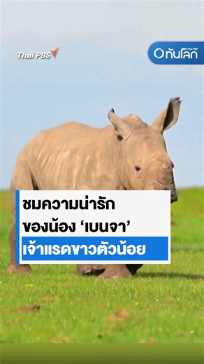 ชมความน่ารักของ ‘เบนจา’ เจ้าแรดขาวตัวน้อย ชมความน่ารักของแรดขาวตัวน้อย วิ่งเล่นกับแม่ของมันกลางทุ่งหญ้าในสวนสัตว์ Whipsnade นอกกรุงลอนดอน ของอังกฤษ #แรด #แรดขาว #สวนสัตว์ #ทันโลกกับไทยพีบีเอส #thaipbs | ทันโลก กับ Thai PBS