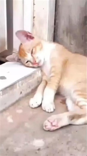 Pranking a sleeping cat snoring loudly #prank #pranks #cat #comedy #funny #tranding #trandingshorts