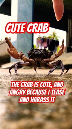 🦀🦀😁😂I brought my finger close to the little crab, gently shaking my fingertip as if to tease it