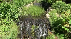Wildlife, Stream, Flowing. Free Stock Video