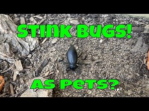 Stink Bugs (aka Stink Beetles) As Pets?
