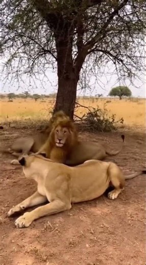 Hyena Pranks Sleeping Predators With A Massive Beehive Causing Instant Panic And Chaos