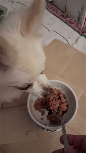 PRINCESS Eating #shorts #puppy #dog #cute