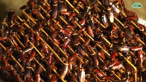 100K views · 84 reactions | This farm breeds 6 billion cockroaches every year... for medicine! | Dearly Presents | Facebook