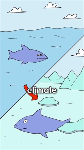 Why Did Megalodon Go Extinct?