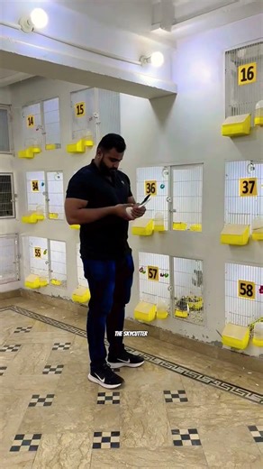 Dream Breeding Loft #theskycutter #kabootar #pigeon