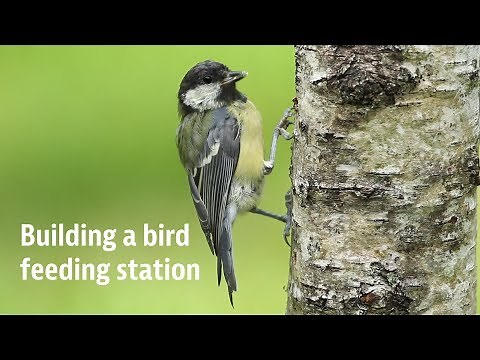 Building a Bird Feeding Station