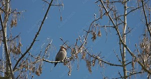 Bohemian Waxwing perching on tree branch in spring day. Bombycilla garrulus bird takes off from a branch. Bombycilla garrulus - Bohemian waxwing is a starling-sized passerine bird that breeds in the
