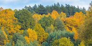 New York State launches new tools for statewide tree planting progress