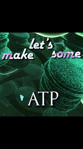 Dr. Xanthine on Instagram: "what are your fondest memories of photosynthesis, if any? source footage: California Academy of Sciences Travel Deep Inside a Leaf, Photosynthesis: Crash Course Biology #8, biointeractive Photosynthesis | HHMI, Clockwork - How Plants Turned Air Into Civilization ｜The Calvin Cycle, Chrysanthemum blooming, Time lapse from Decent Footage. text from Khan Academy. "The light-dependent reactions use light energy to make two molecules needed for the next stage of photosynthe