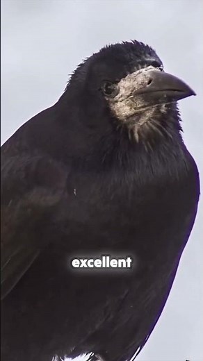 This Crow Just Outsmarted a Human 😱 #viral #wildlife #shorts
