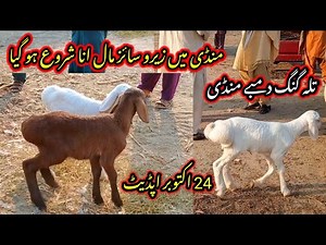 Talagang dumba Mandi/zero size Turkey dumba kids rates/dumba Mandi 24 October new update/
