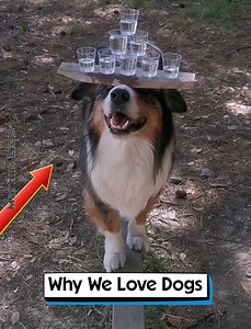 144K views · 10K reactions | Why We Love Dogs | Martins Licis | Facebook