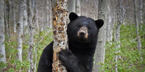 New Vermont black bear population data released