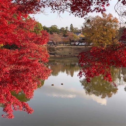 紅葉の大仏池 #奈良公園 #deerpark