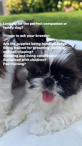Each of our dogs are part of our family. The best companion and family dogs are part of a family from the beginning! #familydogs #kellyimperialshihtzu #puppylove #shihtzu | Kelly Imperial Shih Tzu