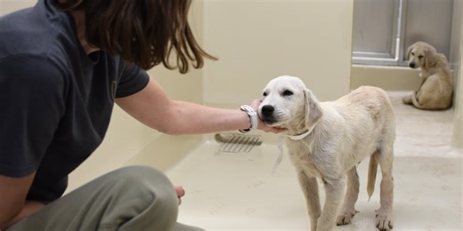 Woman charged after 41 dogs rescued from ‘unsafe conditions’ in Polk County