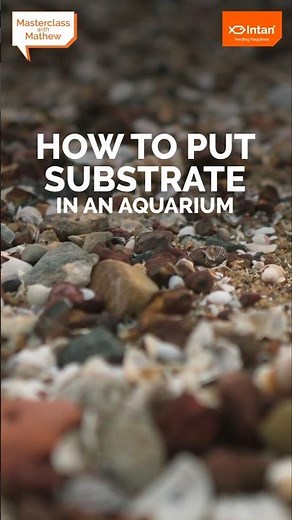 How to put substrate in an aquarium
