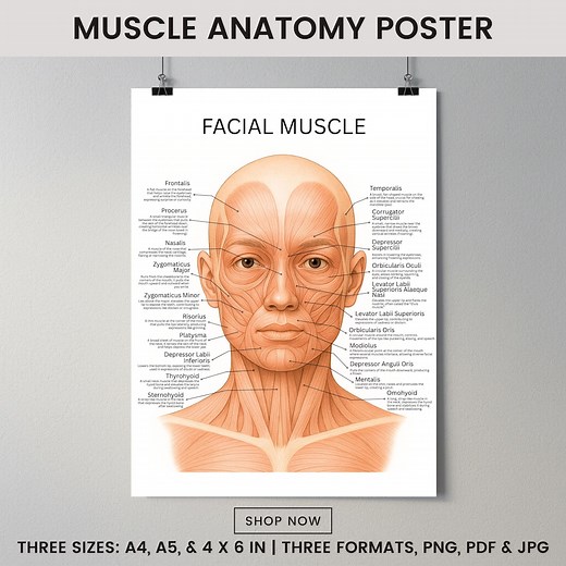 Face & Neck Muscles Anatomy Chart Poster, Dermatologist, Esthetician Clinic Decor, Medical Wall Art, Botox Guide, Filler Guide, Medspa - Etsy