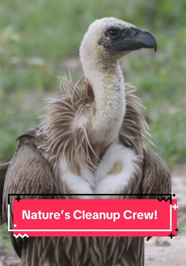 Nature’s cleanup crew! #vulture #wildlife #bird #animalfacts #animals | birds