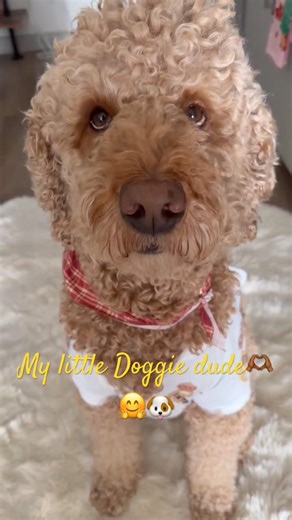 Best Doodle buddy you could have🐶🫶🏾🐾🙏🏾 #puppy #haveitoldyoulatelythatiloveyou #funnydogs