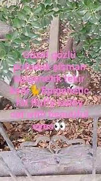 Güzel gözlü pofuduk şişman epigenetik tekir kedi🐈Epigenetic fat fluffy tabbycat with beautiful eyes👀