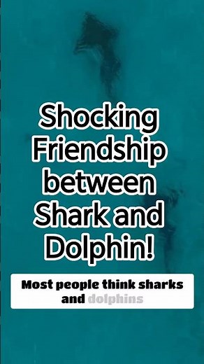 SHOCKING Friendship Between Shark and DOLPHIN?
