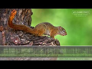 Tree Squirrel Sounds - The calls of a Smith's Bush Squirrel