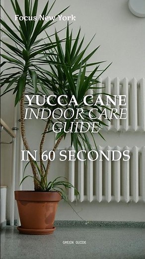 Yucca Cane care in 60 seconds 🪴✨ by Focus New York #yuccacane #indoorplants #greenthumb