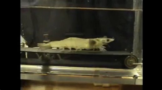 Scientists put shrimp on a treadmill