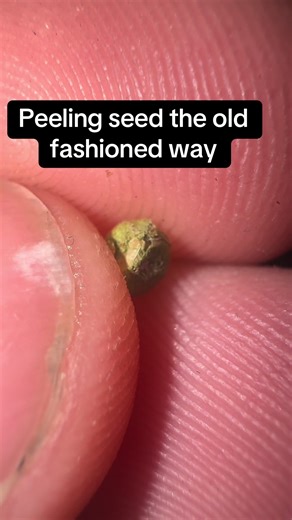 Peeling the green sheath from a small seed to reveal the grey seed inside! #seed #peeling