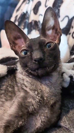 In case you could use a smile. 😻🫶 #cat #cats #pixelandsophie #clubmeatbird #catsoftiktok #catsofinstagram #catsoffacebook #catlovers #cornishrex #cornishrexcat #catloversclub #cornishrexcats #smile | Pixel & Sophie