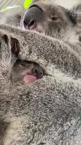 Too cute. | Billabong Zoo