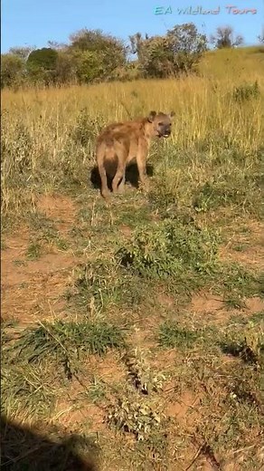 Spotted Hyena Up Close | African Safari Wildlife Encounter in Kenya