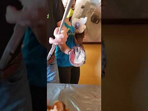 Proper use of the Hoof Testers on the Equine Hoof for pain area diagnosis. #CaballosaludTecnic