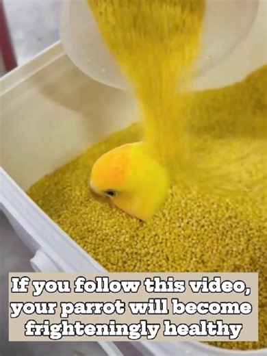 Transform Your Parrot's Health with These Care Tips