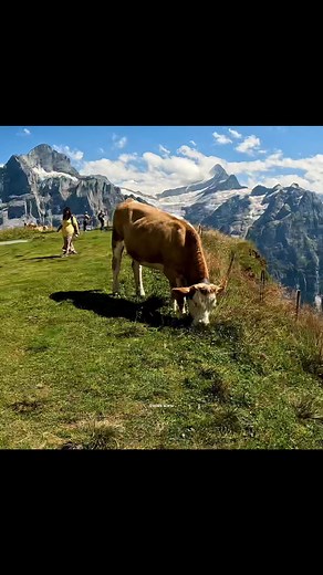Swiss Cow 🇨🇭 | Swiss View
