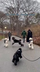 15K views · 1.6K reactions | Poodle speed demons️ @newyorkpoodlebrothers @citystandards & @royalpoodlesisters ❤️‍ #thepoodlesworld #poodles #standardpoodlesofinstagram #miniaturepoodlesofinstagram #explorepage #poodlemom #poodlepower #dogwalk #poodlelovers | Poodles World | Facebook
