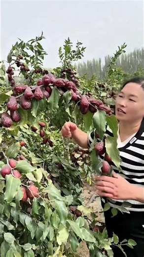 jujube trees pruning techniques #satisfying #pruning #shorts