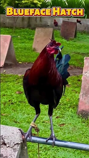 Blueface Hatch Gamefowl